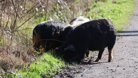 kune-kune-pigs-eating-fresh-grass