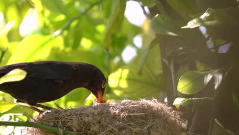 Pájaro-Negro-Alimenta-Al-Pajarito