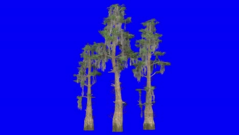 3D-bald-cypress-tree-cluster-with-wind-effect-on-blue-screen-3D-animation