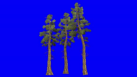 3D-Douglasien-Cluster-Mit-Windeffekt-Auf-Blauem-Bildschirm,-3D-Animation