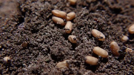Ants-Moving-Their-Nest-Eggs-Nestled-Within-Soil---Macro-Shot,-Slow-Motion