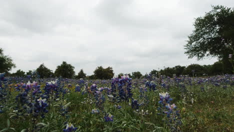A-field-of-bluebonnets-in-the-Texas-Hill-Country,-slider-move-right-to-left