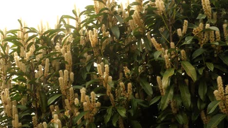 Las-Abejas-Y-Otros-Insectos-Vuelan-A-Lo-Largo-De-Un-Seto-De-Laurel-De-Cerezo-En-Flor-En-Un-Día-Soleado-De-Primavera