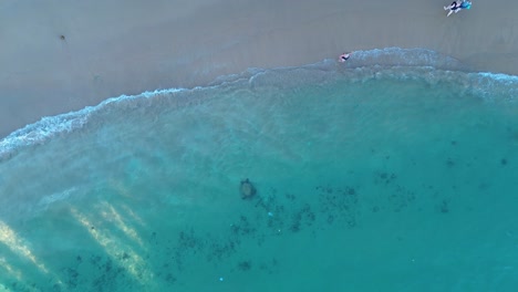 Aerial-drone-landscape-pan-of-turtle-playing-in-bay-marine-animal-on-sandbar-ocean-with-people-and-boats-docked-sandy-beach-Hikkaduwa-Sri-Lanka-travel-tourism-holidays