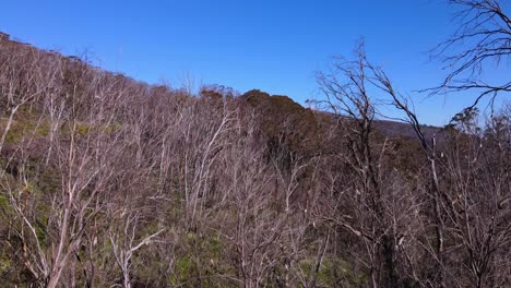 Leafless-Trees-On-The-Mountain-Slope-Of-Kosciuszko-National-Park-In-NSW,-Australia