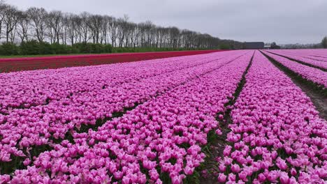 Bezaubernde-Schönheit-Violetter-Tulpenfelder.-Luftaufnahme