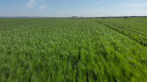 drone-shot-vibrant-green-agricultural-green-fields-close-up,-in-the-countryside-on-a-spring-sunny-day