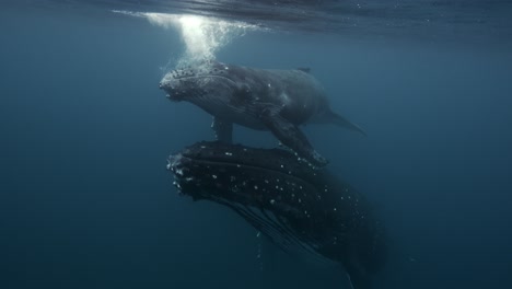 Close-shot-of-Humpback-Whales,-mother-and-calve-in-clear-water-swimming-at-the-surface-around-the-Islands-of-Tahiti,-French-Polynesia