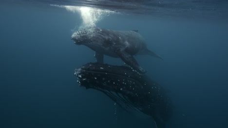 Primer-Plano-De-Ballenas-Jorobadas,-Madre-Y-Cría-En-Aguas-Claras-Nadando-En-La-Superficie-Alrededor-De-Las-Islas-De-Tahití,-Polinesia-Francesa.