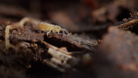 El-Colémbolo-De-Cuerpo-Alargado-Isotomurus-Se-Escabulle-Sobre-Los-Detritos-Del-Suelo-Del-Bosque-Y-Salta