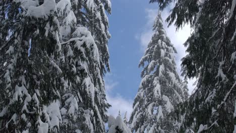 Nieve-Cayendo-De-Abetos-En-El-Bosque-De-Invierno---Tiro-De-ángulo-Bajo