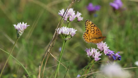 Zwei-Bunte-Perlmutterfalter-Sitzen-Auf-Weißen-Und-Violetten-Wildblumen,-Makro-Texas-Insekten