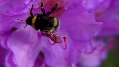 Hummel-Klettert-Und-Hebt-Ab,-Nachdem-Sie-Einen-Violetten-Rhododendron-Bestäubt-Hat