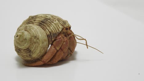 Side-View-of-Hermit-Crab-Hiding-in-Shell
