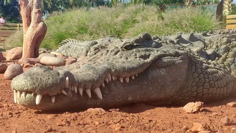Crocodile-lies-relaxed-on-the-sandy-ground-with-large-teeth-and-reptile-skin-and-enjoys-the-sun-with-meadow-lake-in-the-hitnergrund