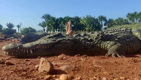 Alligator-lies-on-the-ground-in-Morocco-and-relaxes-in-strong-sun