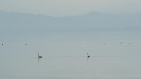 Ein-Paar-Junge-Flamingos-Schwimmen-Aus-Der-Ferne-Im-Seichten-Wasser-Des-Kerkini-Sees-In-Griechenland