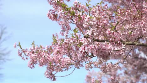 Un-árbol-De-Sakura-Completamente-Florecido-En-Un-Parque-Urbano