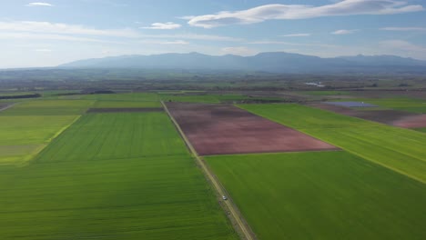 Aerial-shot-vibrant-green-agricultural-green-fields-close-up,-in-the-countryside-on-a-spring-sunny-day