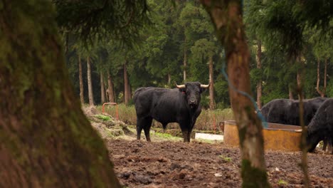 Atentos-Toros-De-Lidia-En-Los-Campos-De-Pasto-Mirando