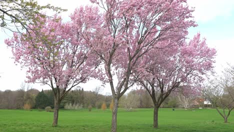 Voll-Erblühte-Sakura-Bäume-In-Einem-Stadtpark