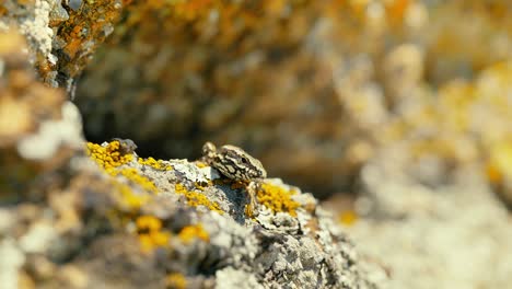 A-close-up-shot-capturing-the-intricate-details-and-patterns-of-a-lizard's-skin-as-it-enjoys-the-warmth-on-a-rocky-terrain,-surrounded-by-natural-colors