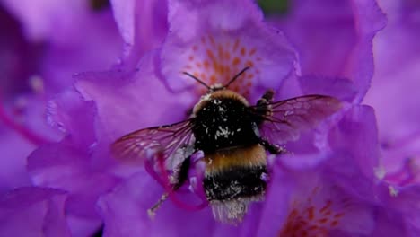 Hummel-Bestäubt-Und-Verlässt-Dann-Lila-Rhododendron