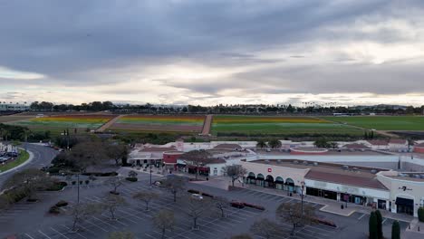 Sideways-Straight-Line-Drone-Flight-Carlsbad-Premium-Outlets-Mall-North-End-to-Middle-Half-Flower-Fields-Background-Partial-Bloom-Colorful-stripes-and-Green
