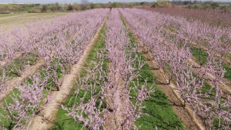 Vista-Aérea-De-Cerca-Sobre-Una-Granja-Agrícola-Simétrica-De-Melocotonero-De-Flor-Rosa,-árboles-De-Color-Rosa-Y-Púrpura-En-Flor-El-Día-De-La-Primavera