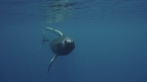 Ballena-Jorobada-Negra-Acercándose,-Mostrando-Su-Vientre-Y-Deslizando-Su-Aleta-Cerca-Frente-A-La-Cámara-En-Aguas-Claras-En-La-Superficie-Alrededor-De-Las-Islas-De-Tahití,-Polinesia-Francesa