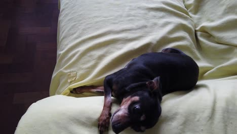 Lindo-Perro-Pinscher-Miniatura-Juega-Acostado-Al-Revés-En-Casa-Sofá-Amarillo-Primer-Plano-Animal-Divertido-Mascota-Recibiendo-Acogedor-Propietario