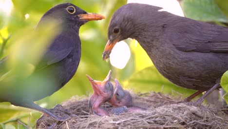 Pájaro-Negro-Alimenta-Al-Pajarito