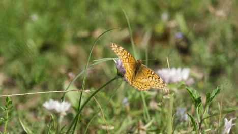 A-Variegated-Fritillary-butterfly-sitting-on-white-wildflowers,-macro-Texas-insects