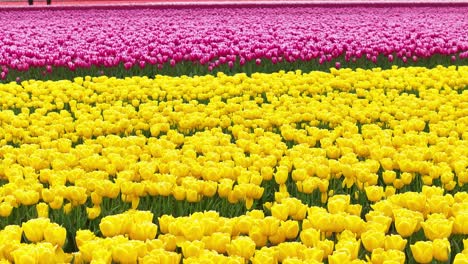 A-Single-Red-Tulip-In-Yellow-Fields
