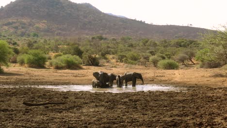 African-safari