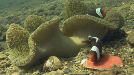 Large-saddleback-anemonefish-arranges-clutch-of-tiny-red-eggs-located-next-to-a-Haddon's-anemone