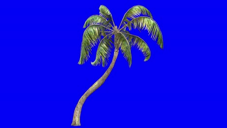 3D-general-palm-with-wind-effect-on-blue-screen-3D-animation