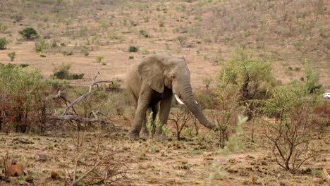Male-elephant-alone-amidst-vegetation,-safari-car-passing-in-background