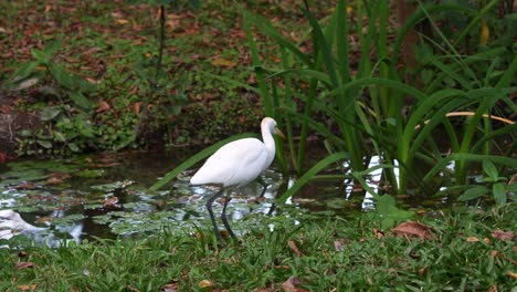 Slow-motion-close-up-shot-capturing-a-wild-great-egret,-ardea-alba-foraging-for-aquatic-insects-by-the-pond-at-Daan-Forest-Park,-Taipei,-Taiwan