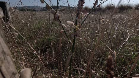 Army-of-snails-are-attached-to-the-branches-of-a-plant-in-a-drought-area-next-to-the-wooden-fence-on-the-Atlantic-coast,-shot-traveling-upwards,-close-up