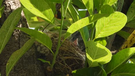 Red-vented-bulbul-bird-nest-chicks-