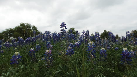 A-field-of-bluebonnets-in-the-Texas-Hill-Country,-slider-move-left-to-right