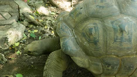 Giant-Aldabra-Tortoise-In-Prison-Island,-Zanzibar,-Tanzania,-East-Africa