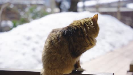 Katze-Im-Schnee,-Pflegt-Pfoten-An-Einem-Kalten-Wintertag