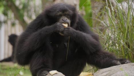 Primer-Plano-De-Un-Gibón-Siamang-De-Pelo-Negro-Comiendo.-Camara-Lenta