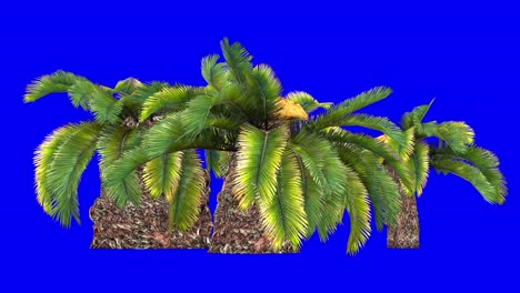 3D-sago-palm-cluster-with-wind-effect-on-blue-screen-3D-animation
