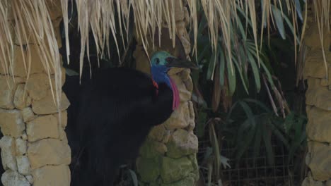 Cassowary-perched-in-its-nest-amidst-stone-columns