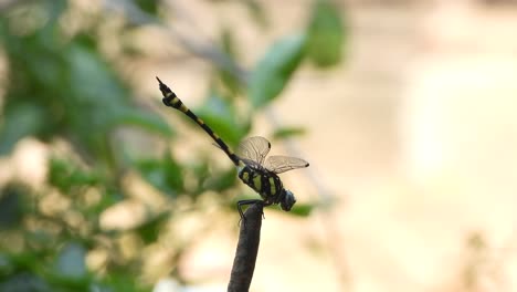 Tiger-dragonfly-relaxing-on-stick-