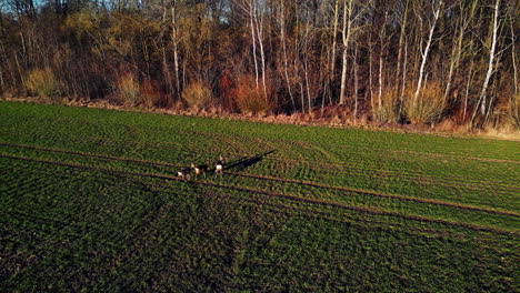 Wildlife-Scene-With-White-tailed-Deer-Grazing-In-Greenery-Farmand