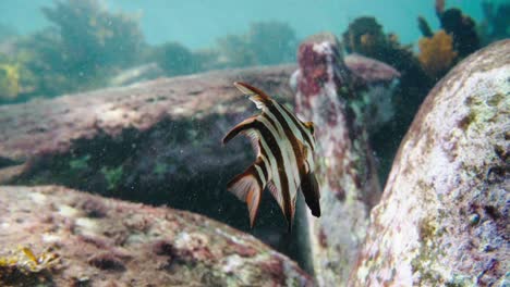 Nahaufnahme-Eines-Alten-Fischs,-Der-In-Den-Küstengewässern-Australiens-Schwimmt